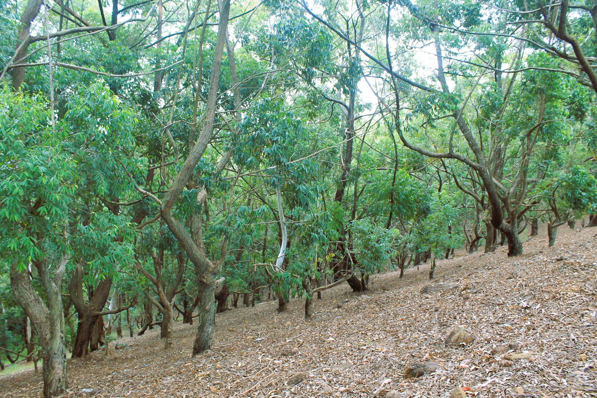Tall spice trees growing along a shaded garden path