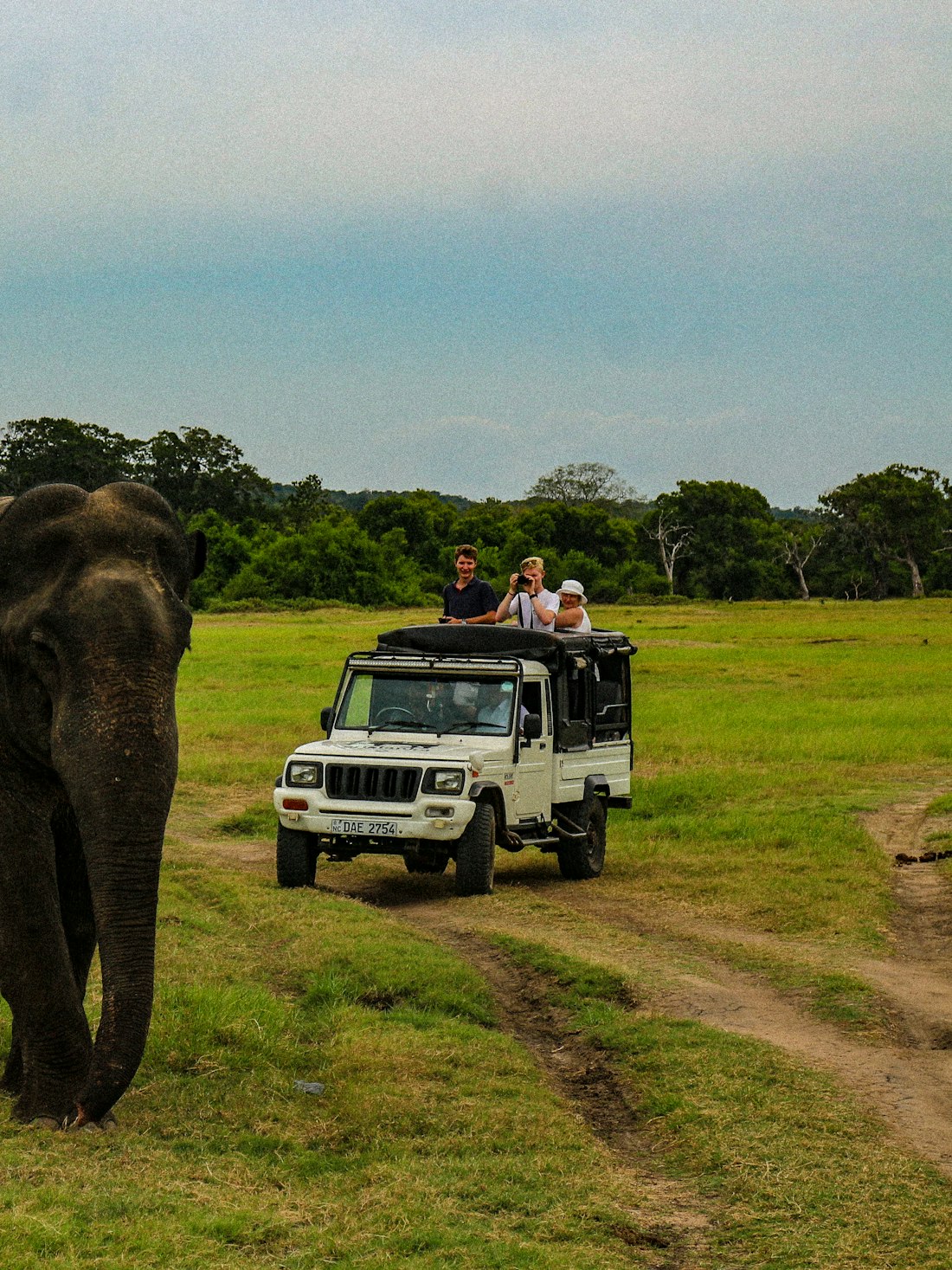 A safari jeep beside a wild elephant in open grassland near Habarana