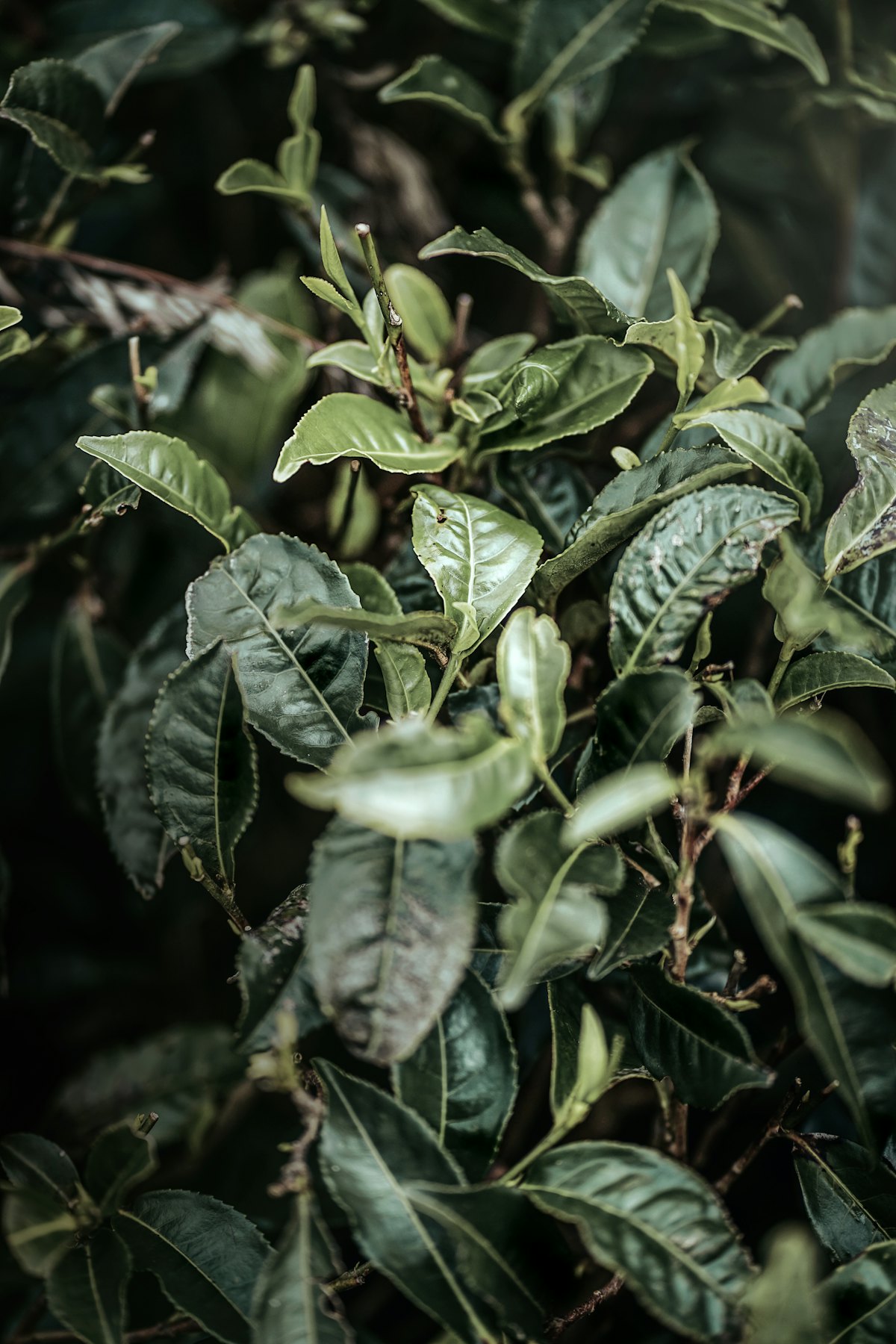 Rows of tea bushes covering the hills of Sri Lanka's tea country